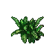 T2 fern.png